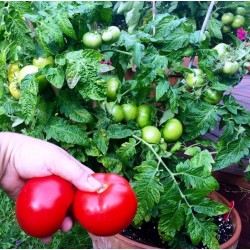 Tomate rouge 'Patio' - pot de 2 gallons